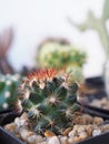 Cactus in the pot for home garden interior, office, close up, selective focus Royalty Free Stock Photo