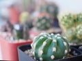 Cactus in pot for home garden interior, office , close up, selective focus Royalty Free Stock Photo