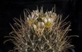 Cactus in a pot isolated on a black background