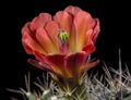 Cactus in a pot isolated on a black background