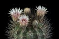 Cactus in a pot isolated on a black background