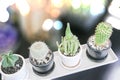 Cactus in a pot on a isolated bokeh background Royalty Free Stock Photo