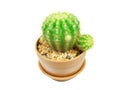 Cactus pot Royalty Free Stock Photo