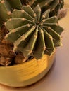 cactus in a pot in macro shooting