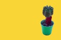 cactus in pot minimalist trendy style above yellow background fantasy neon color