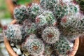 Cactus in a pot with nature background. Group of Mammillaria beneckei