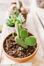 Cactus in a pot Royalty Free Stock Photo