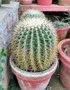 Cactus pot