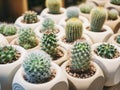 Cactus in pot plant succulent Home gardening