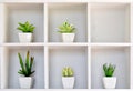 Cactus in pot on the shelf