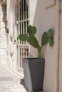 A cactus in a pot on a sunny street.