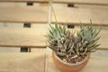 The cactus in a pot on the table Royalty Free Stock Photo