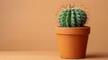 Cactus in a Pot on a Table