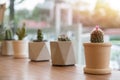 The Cactus in pot on table wooden business small of nature background