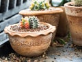 Cactus pot with variety of succulents