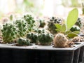 Cactus pot with variety of succulents