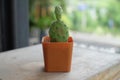 Cactus in pot on wood table