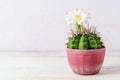Cactus in pot on a wooden table Royalty Free Stock Photo