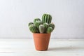 Cactus in pot on a wooden table Royalty Free Stock Photo