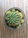 Cactus in pot on wooden table, top view Royalty Free Stock Photo
