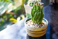 Cactus in Pots with small rock