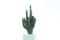 Cactus pots on a white background and multicolored pot