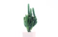 Cactus pots on a white background and multicolored pot