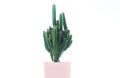 Cactus pots on a white background and multicolored pot