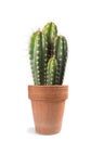 Cactus Royalty Free Stock Photo