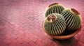 Cactus Potted Plant on Patio of Home Brick Deck Royalty Free Stock Photo