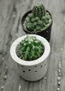 Cactus with prickle in pots.