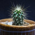 Cactus with prickles on a black isolated background