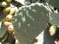 Cactus Prickly Pear Close up