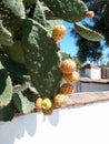 Cactus and prickly pear fruit. City of San Juan Bautista, San Benito County, CA, USA