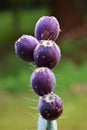 Cactus prickly pear purple buds detail