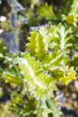 Cactus prickly, sunny and colorful on the island of Lanzarote Royalty Free Stock Photo