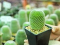 Cactus with pricks in pot by woman hand