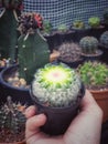 Cactus propagation by cut to sprout. Royalty Free Stock Photo