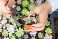 Cactus propagation in pots Royalty Free Stock Photo