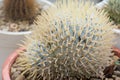 Cactus propagation in pots Royalty Free Stock Photo