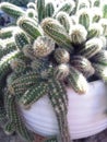 Cactus pulpo Royalty Free Stock Photo
