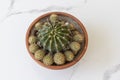 Cactus with pups or offsets closeup view Royalty Free Stock Photo
