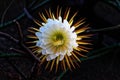 Cactus queen of the night. Night-blooming cereus Latin name Selenicereus grandiflorus