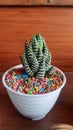 Cactus with rainbow stone