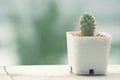 Cactus on rainy day Royalty Free Stock Photo