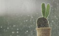 Cactus on rainy day window background