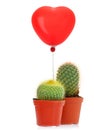 Cactus with read heart balloon