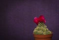 Cactus with red bloom and violet background Royalty Free Stock Photo