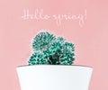 Cactus and red blossom on pink background. words Hello Spring. close up Royalty Free Stock Photo