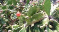 Cactus with a red blossom on top